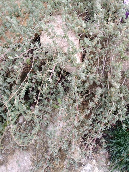 Cobertura planta bago de arroz