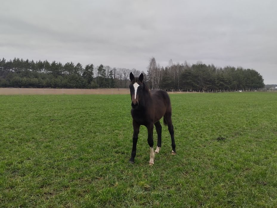 Klaczka po Fair del old