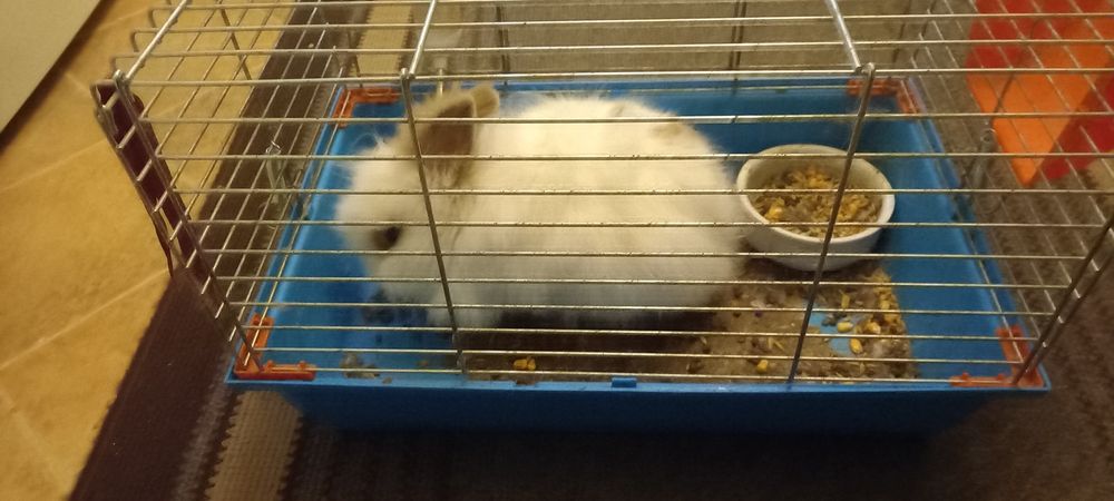 Królik miniaturka z klatką