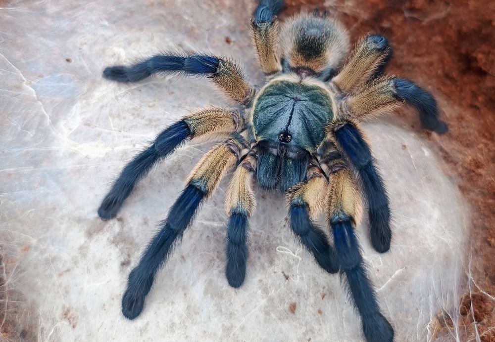 Monocentropus balfouri 1DC