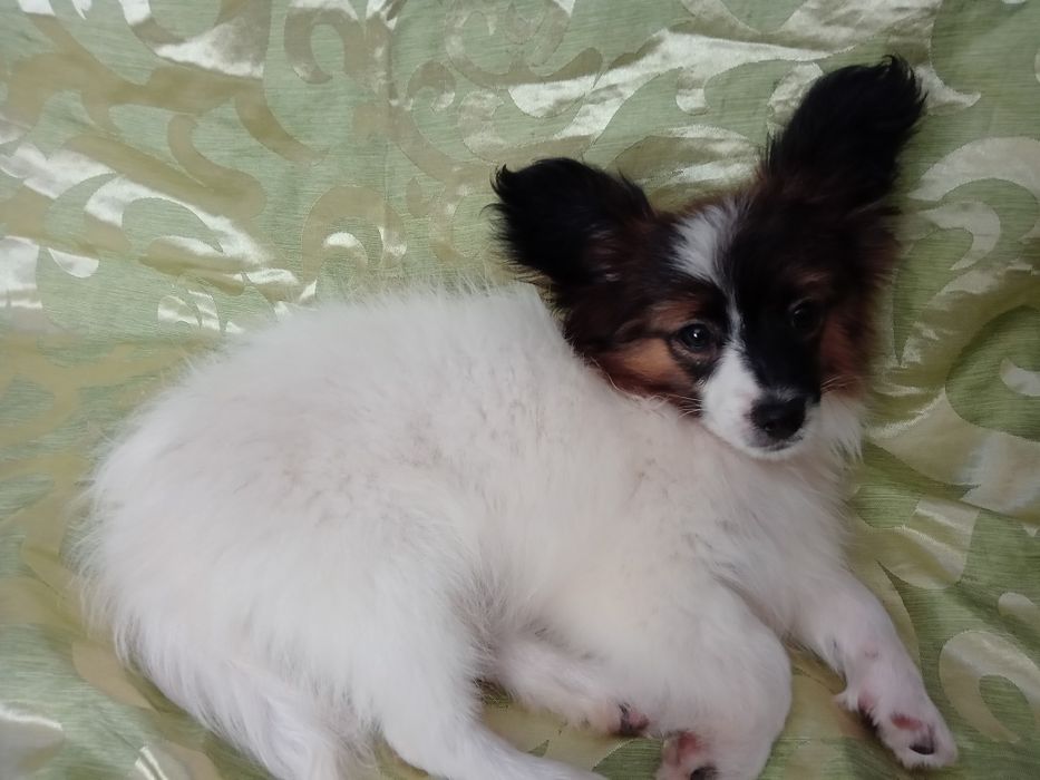 Детки папильонов.