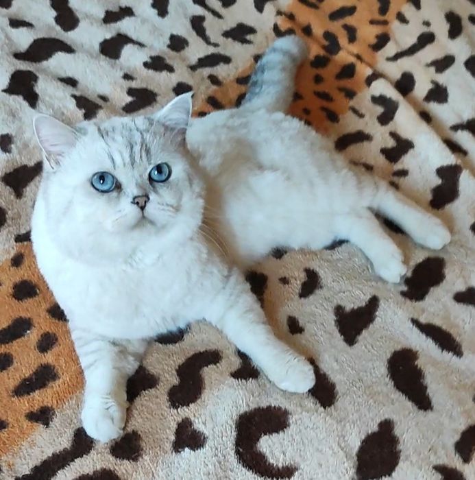 Клубный котик шиншилла поинт вязка