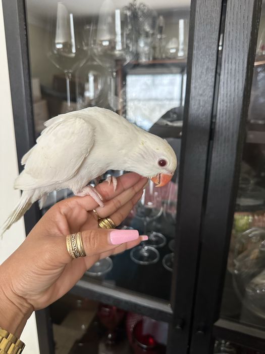 Ring Neck Domesticado