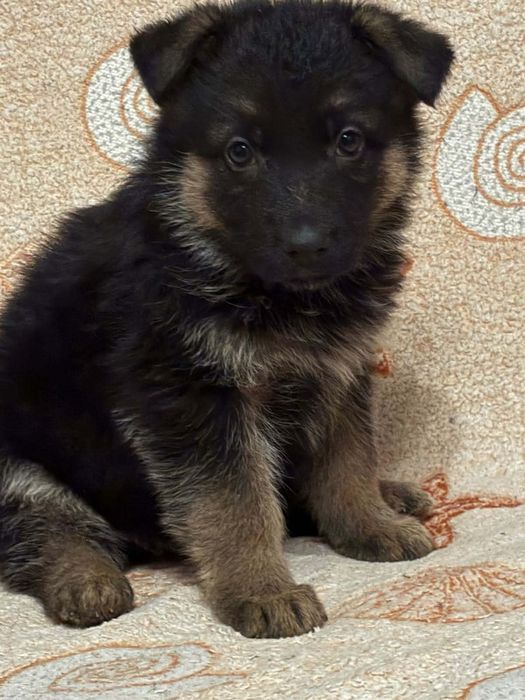 Цуценята німецької вівчарки