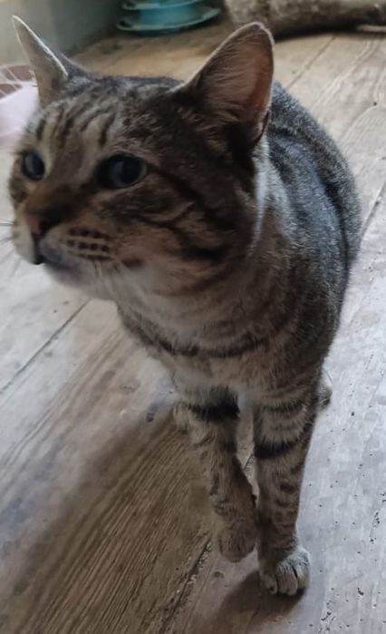 Tico- gato adulto super meigo para adoção