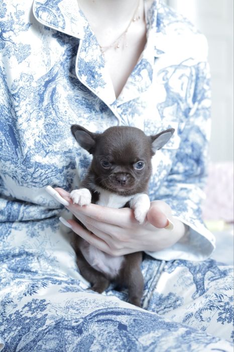 Chihuahua FCI chłopak