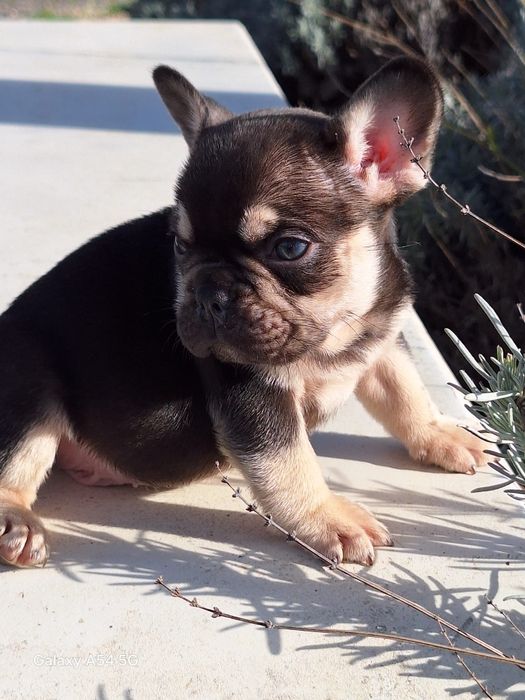 Bulldog Francês Choco Tan Menino