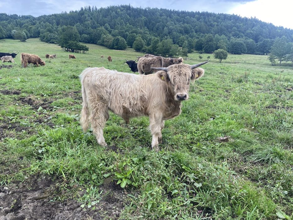 Bydło szkockie highland