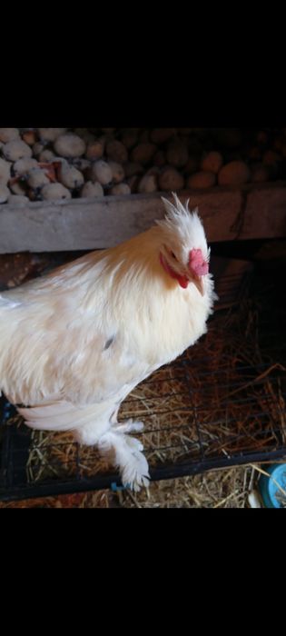 Frango / Galo de Raça Ornamental