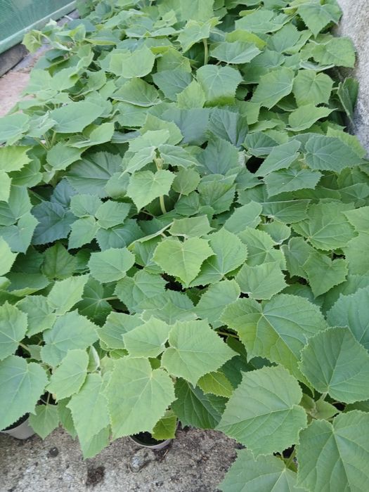 Paulownia Elongata e SHAN TONG