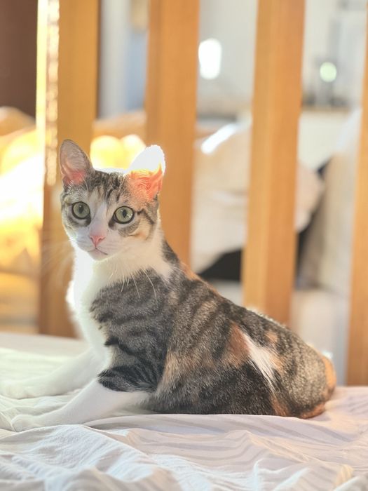 Gata para adoção