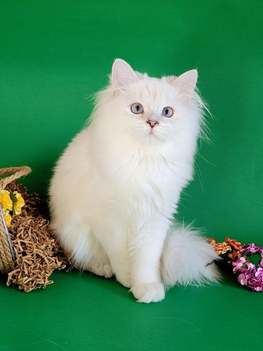 Британські кошенята срібляста шиншила поінт