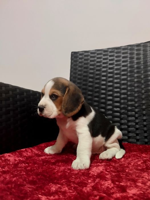 Szczeniak rasy Beagle