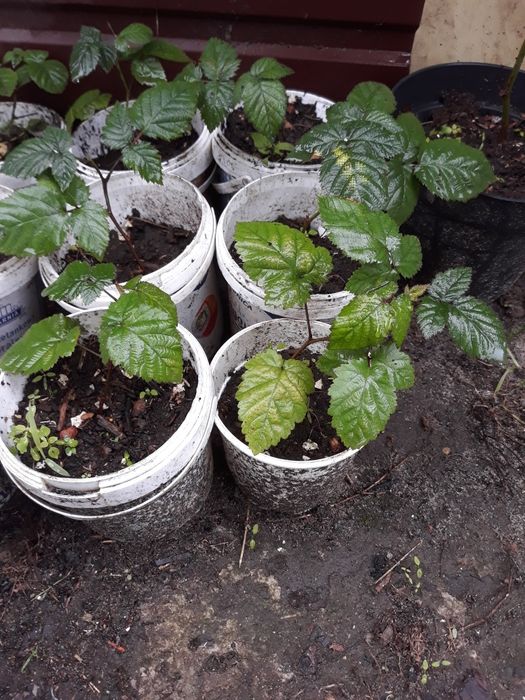 Прикроватні тумбочки.