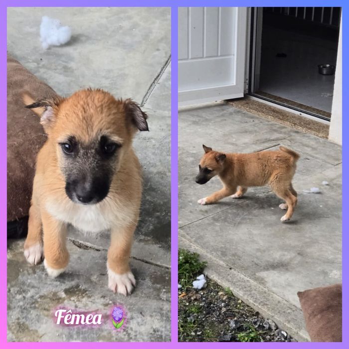 Cachorrinha para adoção