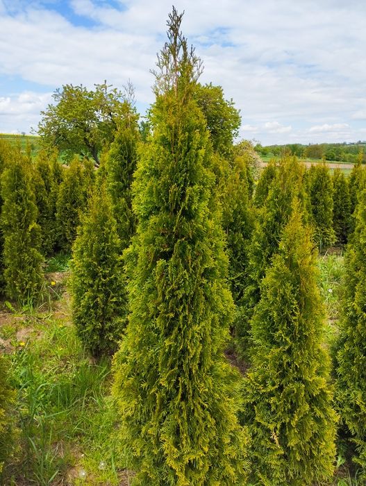 Thuja Szmaragd gęsty 120-250cm Kraków