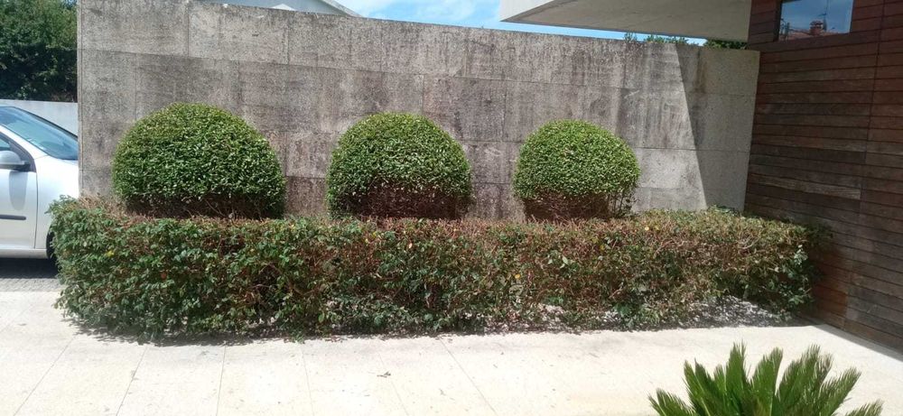 Serviço de jardinagem