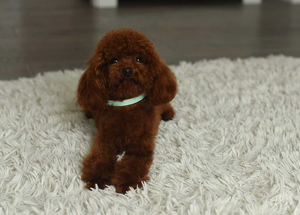 Pudel toy red brown- mini reprroduktor krycie