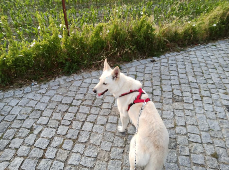 Pastora suica adocao