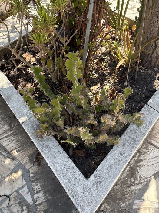 Plantas para dar