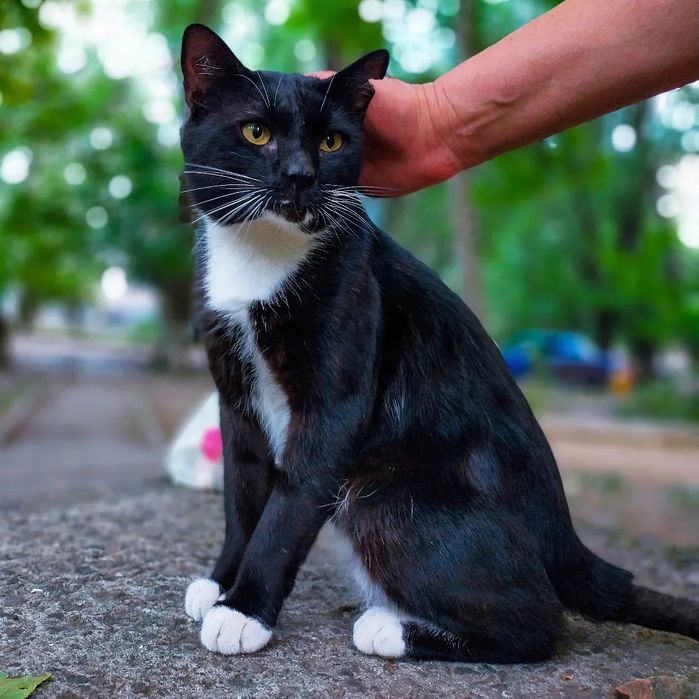 Кот Феликс (котики)