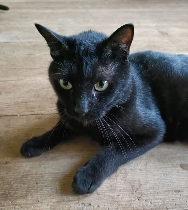 Pantera- gatinho jovem para adoção responsável