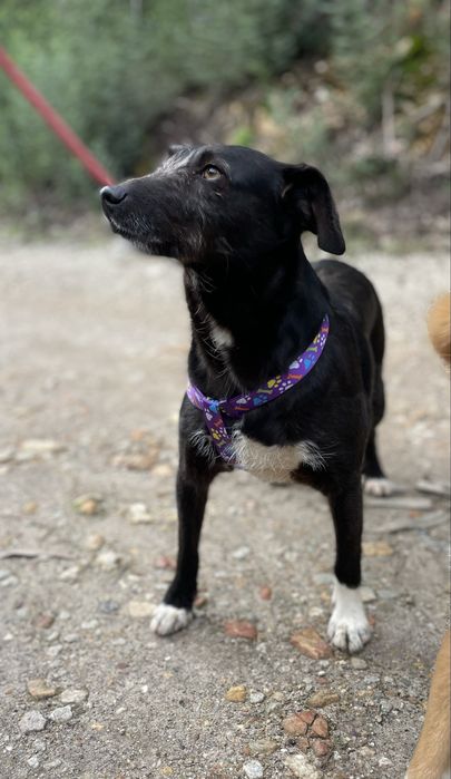 Cadela porte pequeno meiga