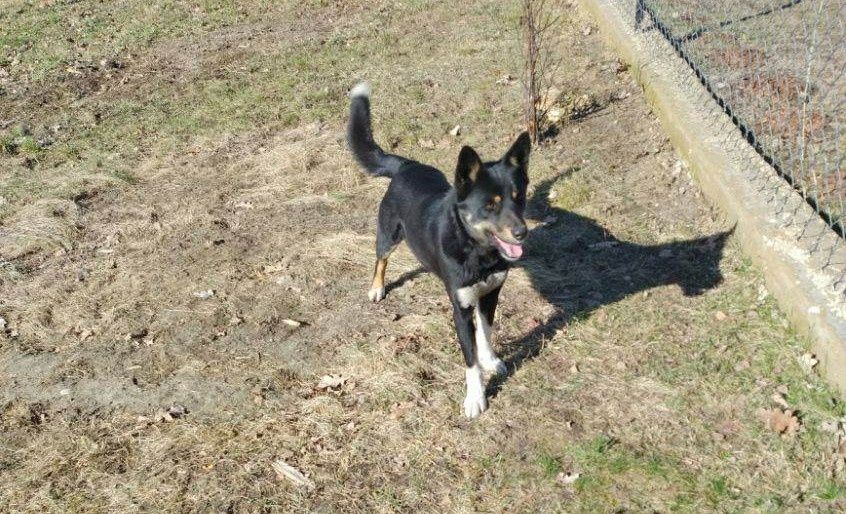 Potrzebna pomoc dla młodego pieska