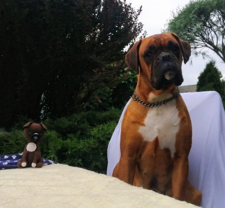 Piękny boksio / ojciec FCI