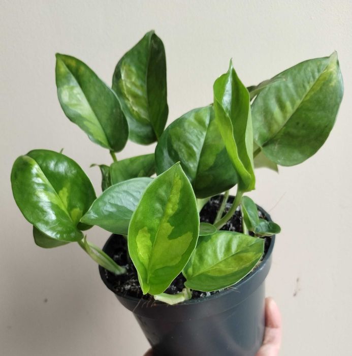 Epipremnum pinnatum Global Green SADZONKA 12 Ø / 20 cm
