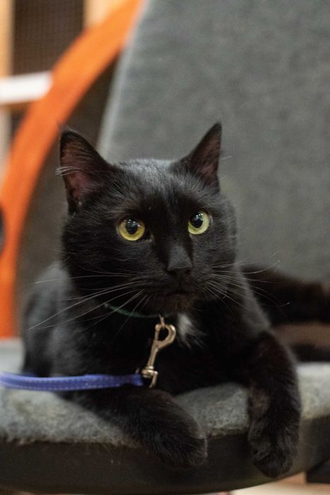 Всем привет от кота Пуговкина!