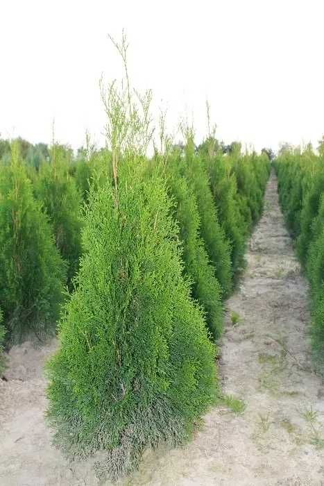 Туя, туї Смарагд 1–2 м • Грунтові, загартовані саджанці