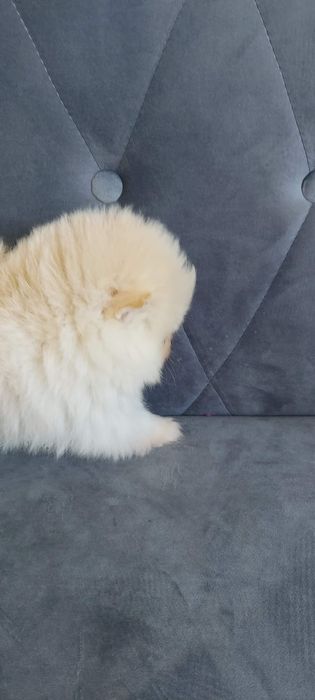 Samczyk szpic miniaturowy