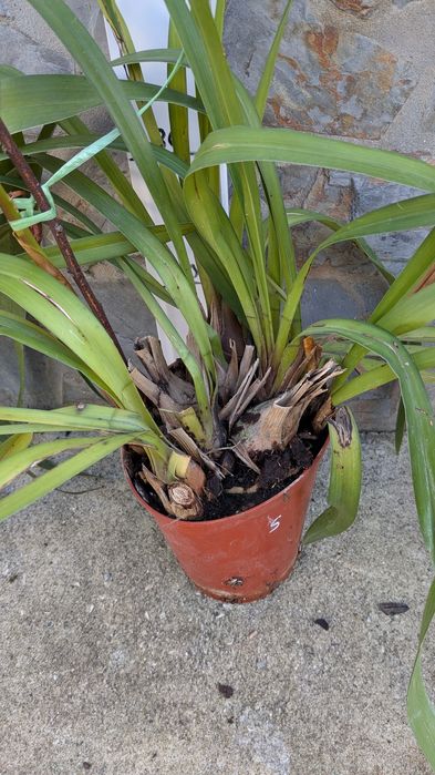 Orquídeas Cimbidium