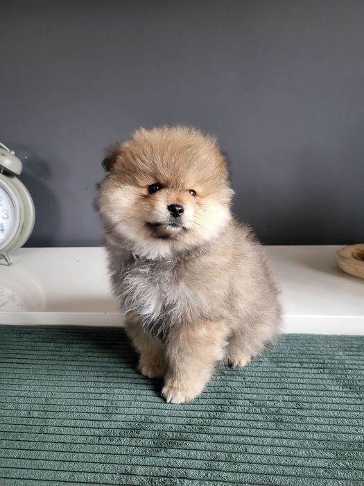 Szpic mały  - piesek