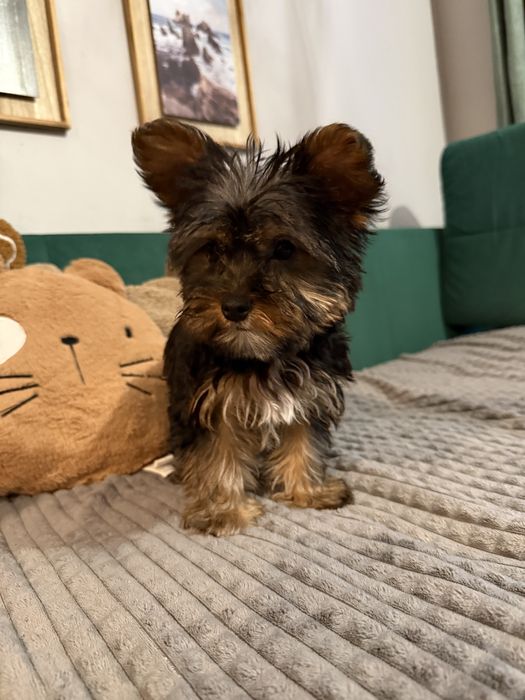 Yorkshire Terrier – śliczny szczeniak gotowy na zmiane domku