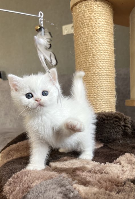 Файний шотландчик