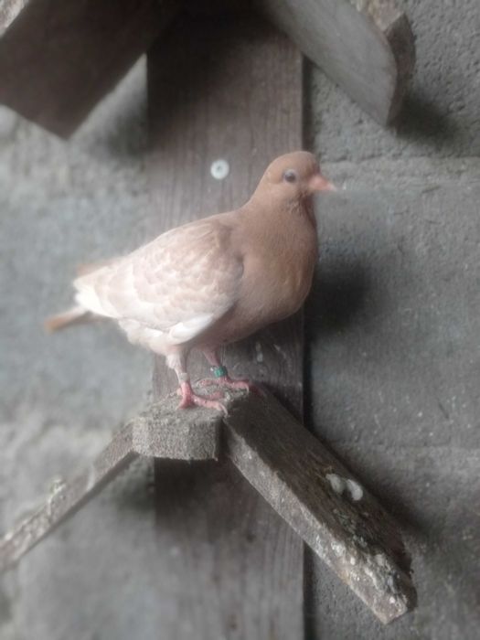 Vendo pombas da raça cambalhota