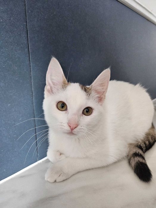 Kotek do adopcji