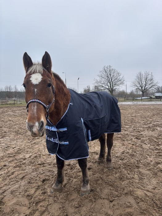 Klacz 15 lat PKZ !PILNIE!