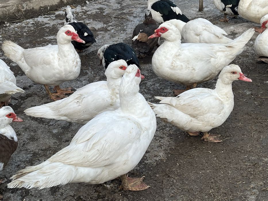 Продам  домашні качки.