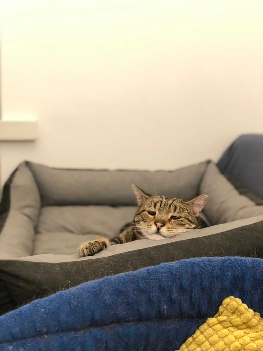 Maniuś - wyjątkowy kot szuka bezpiecznego domu