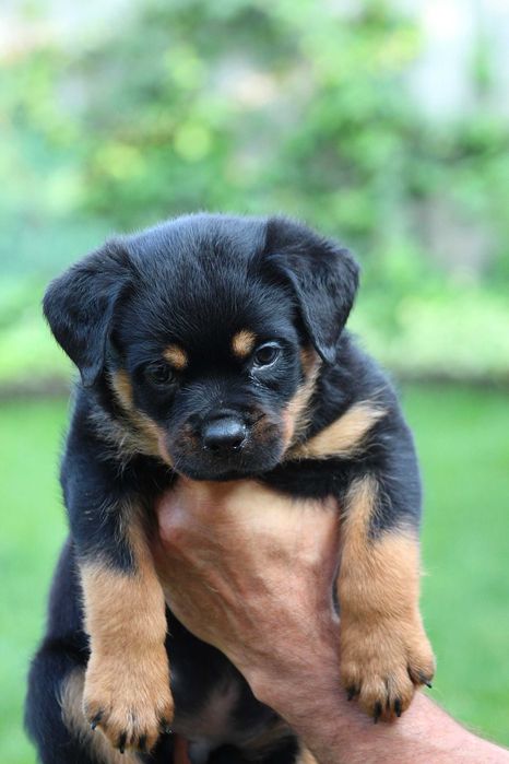 Ротвейлерята для кращих власників