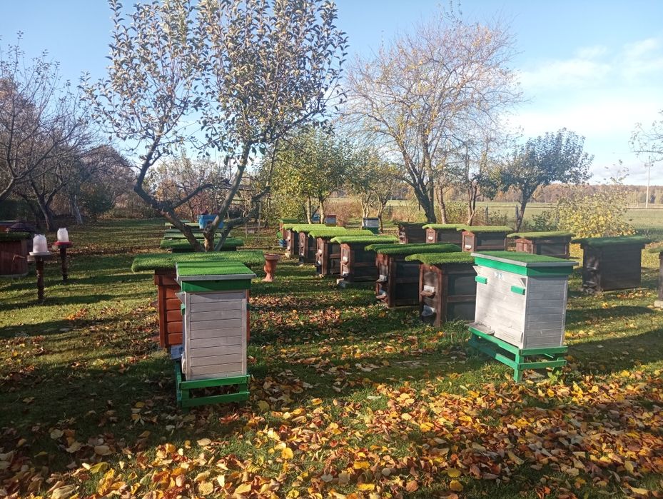 Miód z domowej pasieki