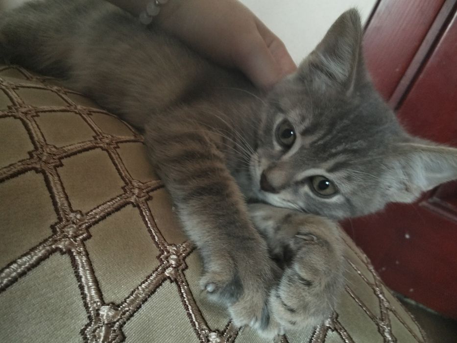 Віддам в добрі руки кошенят.