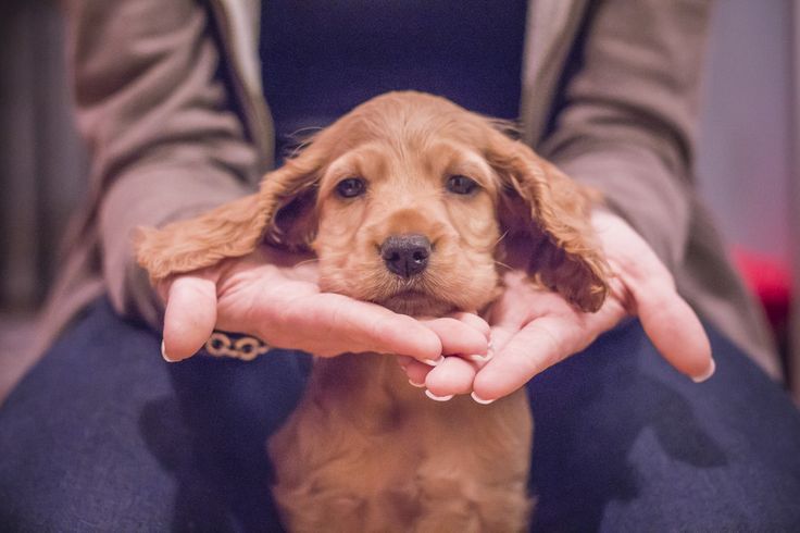 Сонячні руді кокери – дівчатка і хлопчики