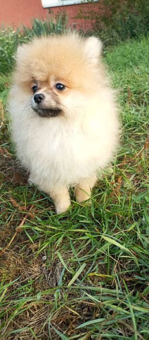 Простмаленькй янгол.