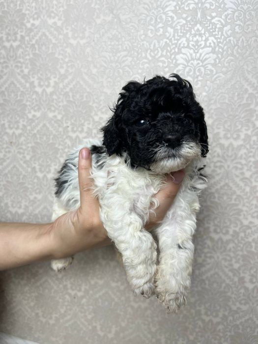 Чарівне цуценя мальтіпу