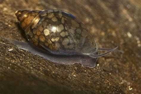 Caracóis - Planorbis ou physas limpadores de algas e detritos