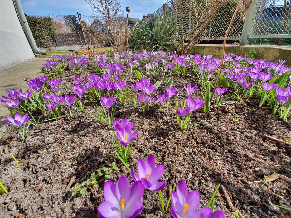 Prace ogrodowe, przygotowanie ogrodu do wiosny, odsniezanie.